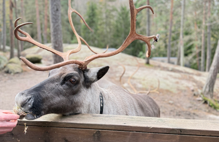 Nuuksio VIP Reindeer Farm Visit – Private Nature Experience