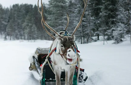 Winter Wonderland Expedition: Rovaniemi Unveiled