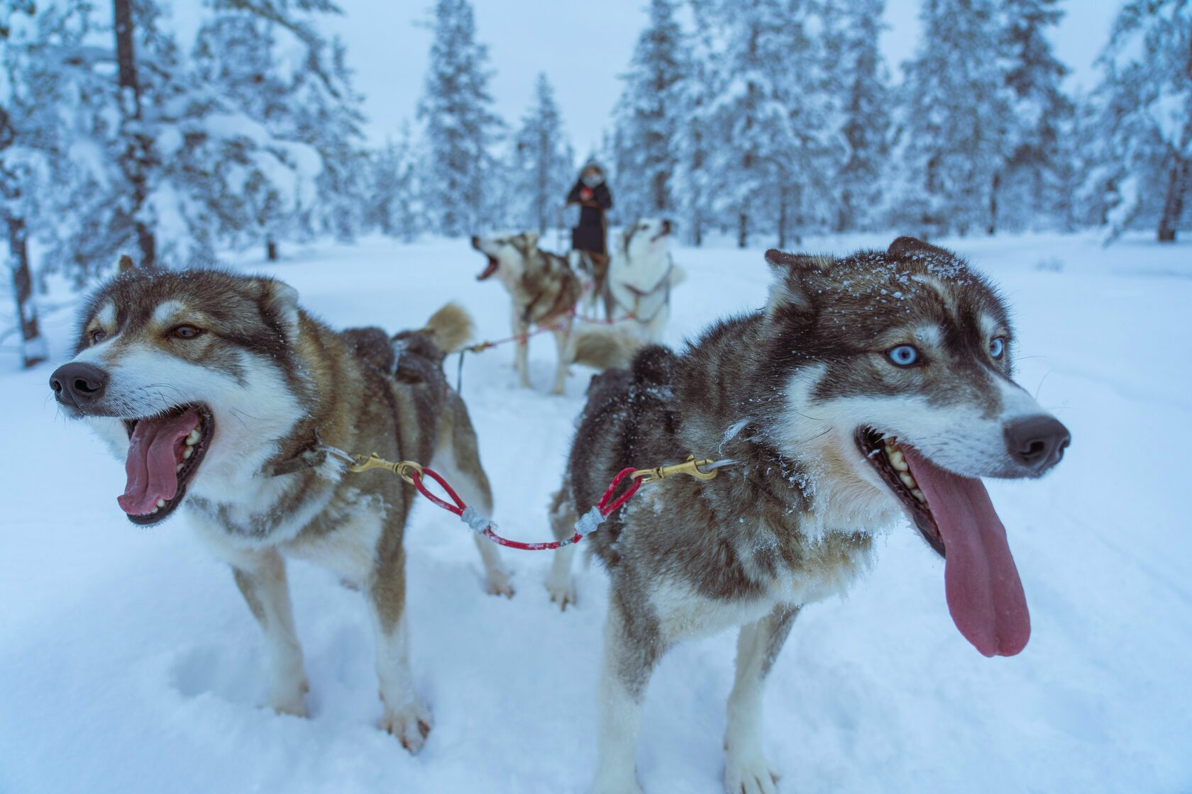 Rovaniemi: Private Husky Safari — Husky Ride & Hot Drinks