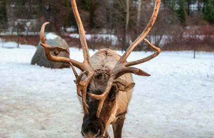 Rovaniemi: Private Reindeer Visit & 2.5–5 km Sleigh Ride